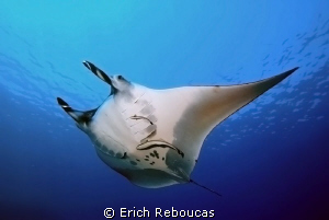 Manta cruising the blue by Erich Reboucas 